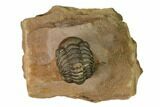 Enrolled Reedops Trilobite With Nice Eyes - Lghaft , Morocco #164635-1